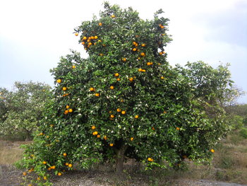 IMG_20120309_173412.jpg