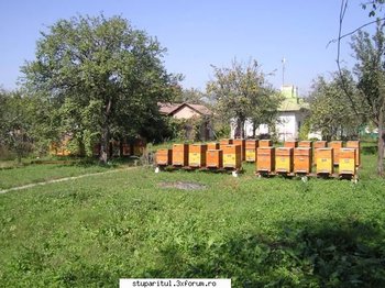 bulbucata toamna 2009 2.jpg
