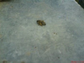DSC04625.JPG