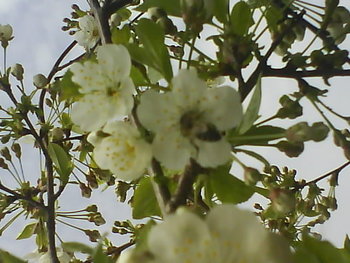 DSC04631.JPG