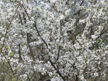 alt aprilie 071.jpg