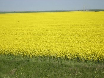 P4300009.JPG