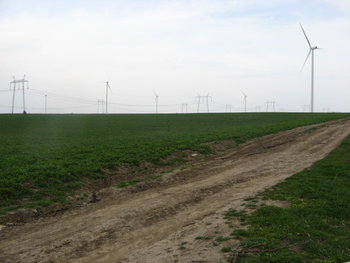 flori de primavara2011 125.jpg