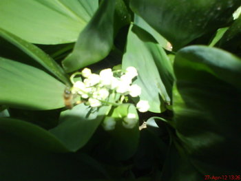 DSC04975.JPG