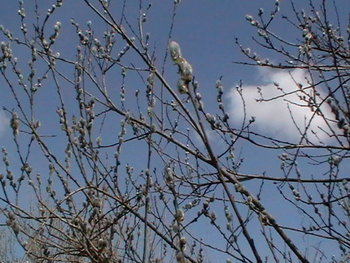 20110417-155146.JPG