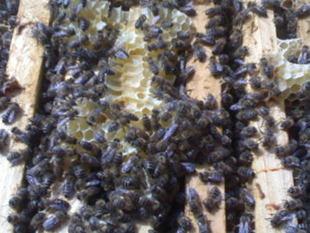 25042011426.jpg