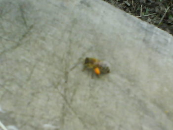 DSC05391.JPG
