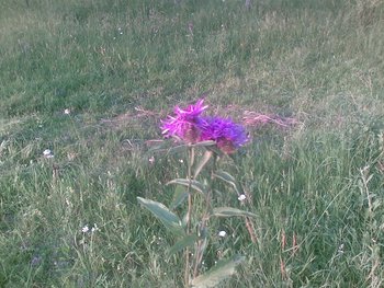 Poza(020).jpg