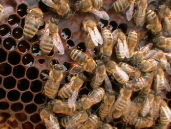Propolis.JPG