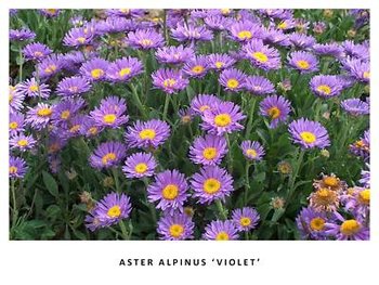 aster_alpinus_violet.jpg