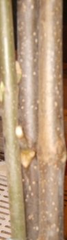S8000212.JPG