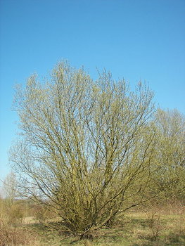 450px-Salix_caprea_012.jpg