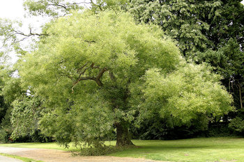 800px-Sophora_japonica_JPG2Aa.jpg