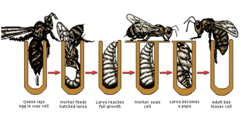 bee%20life-cycle-of-bee.gif