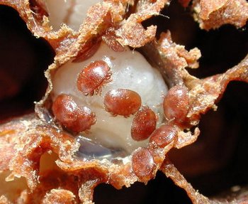 varroa1 (Copy).jpg