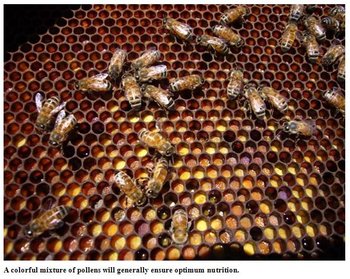fatbees2-2.jpg