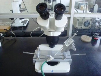 Honeybee-Artificial-Insemination-I2nstrument.jpg