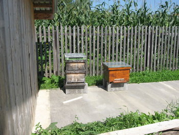 IMG_2920.jpg