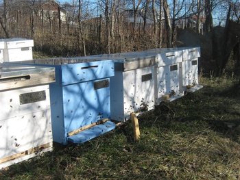 IMG_6236 (Small).jpg