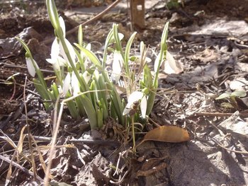 ghiocei 005.jpg