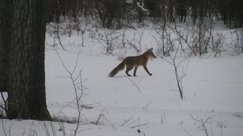 IMG_4875.JPG