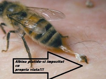 w560xh316_albina.jpg