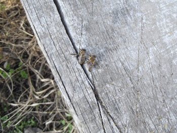 DSCF0455.jpg