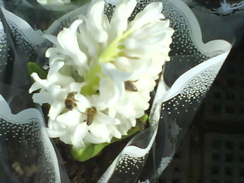 DSC08406.JPG