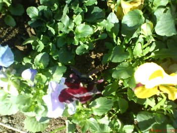 DSC08410.JPG