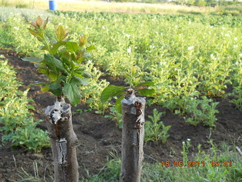 rsz_dscn0881.jpg