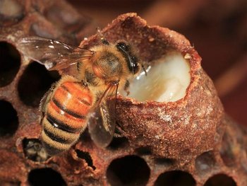 honeybees-reverse-aging_56327_600x450 (Copy).jpg