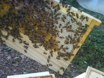==IMG-20110423-00042.jpg