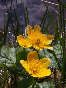 100_3952 (Copy).JPG