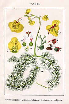 225px-Utricularia_vulgaris_Sturm63.jpg