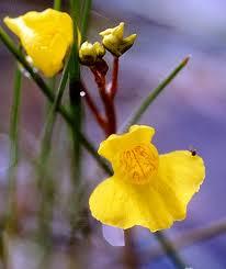 Utricularia vulgaris.JPG