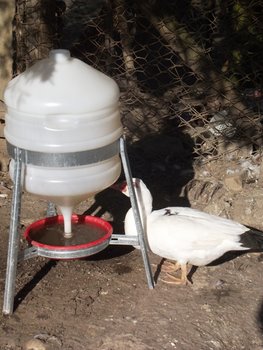 DSCF1224.JPG