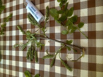 1IMG-20130429-00804.jpg