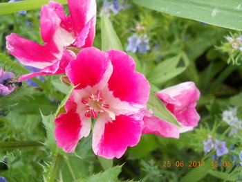 rsz_dscn0905.jpg