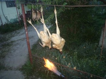 DSC03346 (Medium).JPG