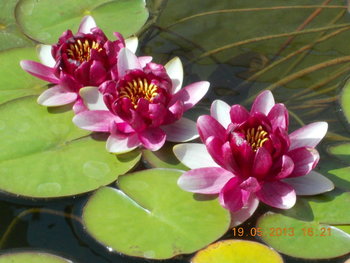 rsz_1picture_027.jpg