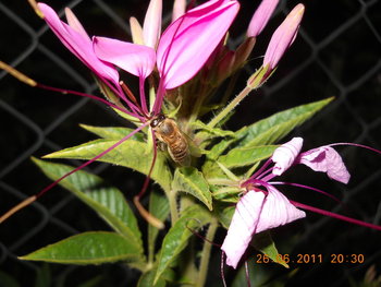 rsz_dscn0917.jpg