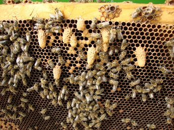 Ramă cu albine după divizare.jpg