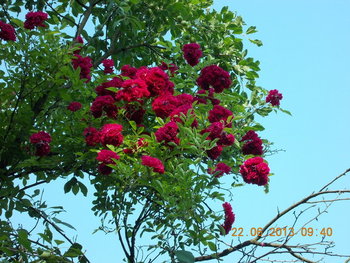 rsz_1picture_005.jpg
