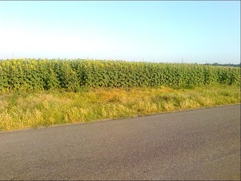 floare 2013.JPG