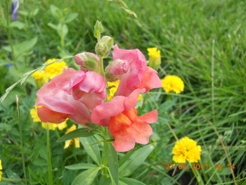 rsz_dscn0951.jpg