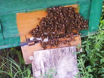 Photo 0279 4.jpg