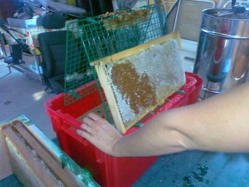 extractie 2011 (1).jpg