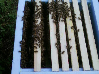 Photo-0159.jpg