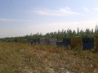 rsz_2013-07-01_094634.jpg