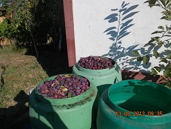 foto comeat 014.JPG